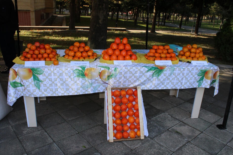 В Балакене состоялся V Фестиваль хурмы