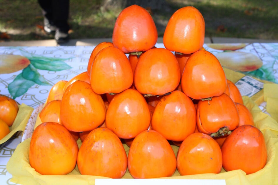 В Балакене состоялся V Фестиваль хурмы