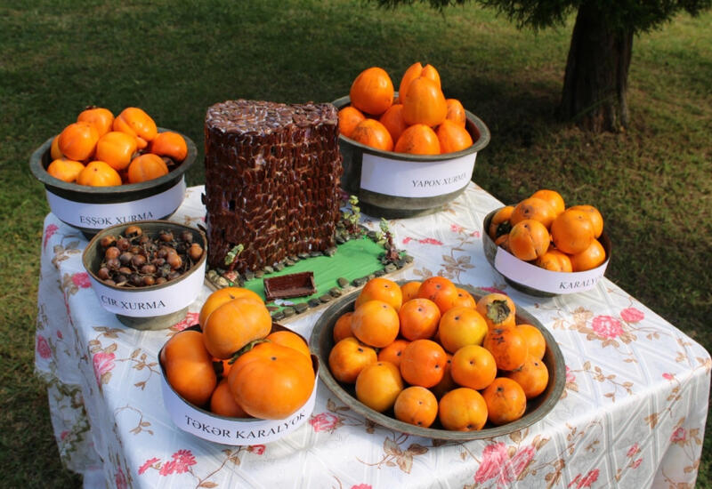 В Балакене состоялся V Фестиваль хурмы