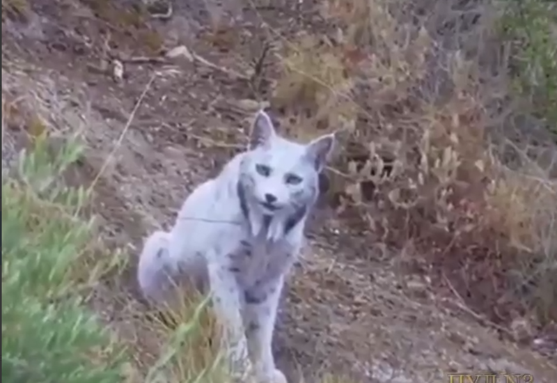 В горах Испании засняли легендарную белую рысь