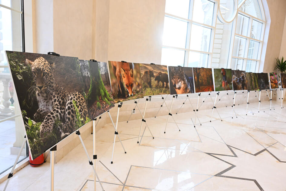 Вице-президент Фонда Гейдара Алиева Лейла Алиева приняла участие в презентации документального фильма «Гиркан»