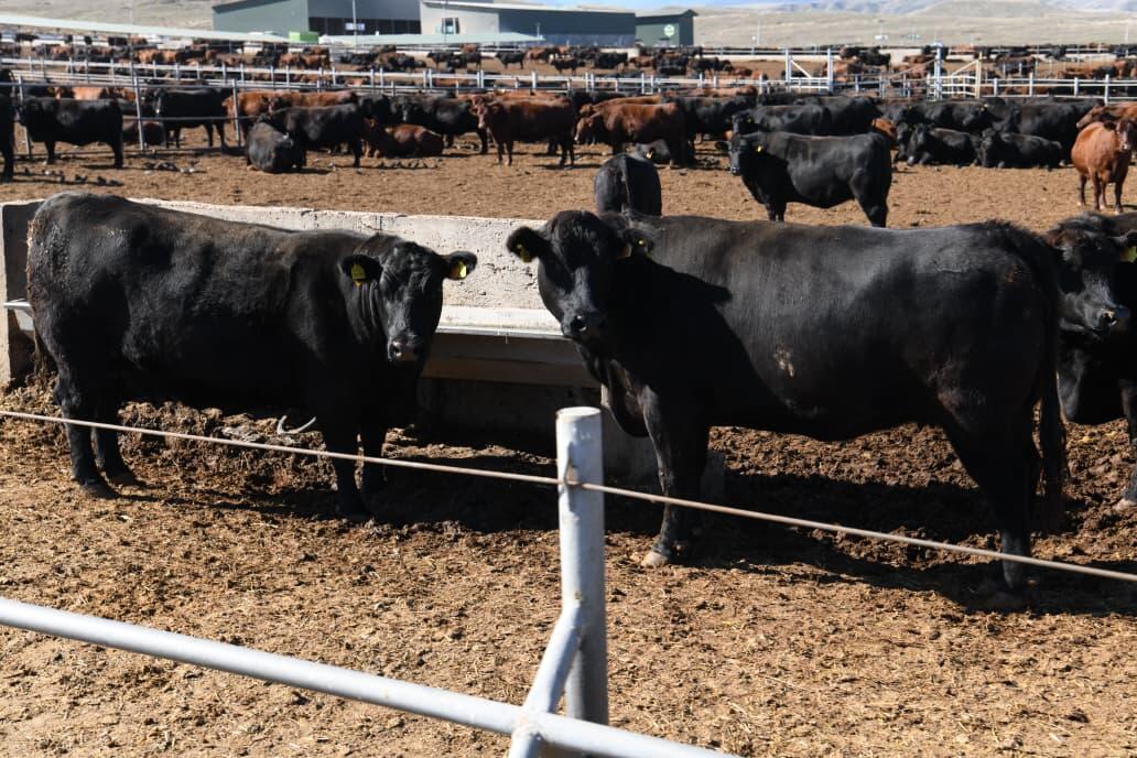 Azərbaycanda akkreditə olunmuş səfirliklərin, beynəlxalq təşkilatların rəhbər şəxsləri Həkəri dəmir yolu stansiyasına baxış keçiriblər