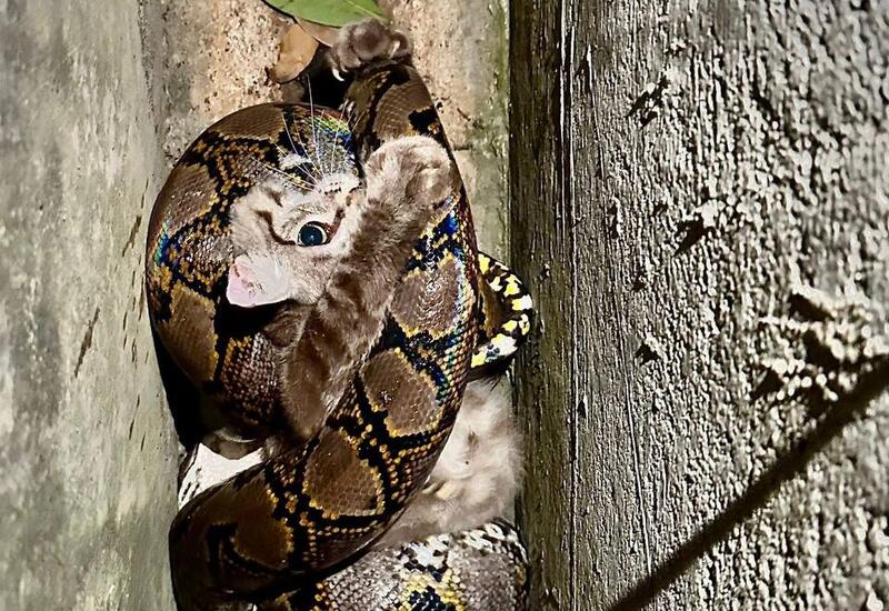 Прохожий в Сингапуре спас кошку из пасти питона