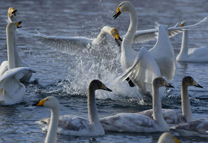 Лебедь парализовал движение поездов в Шотландии