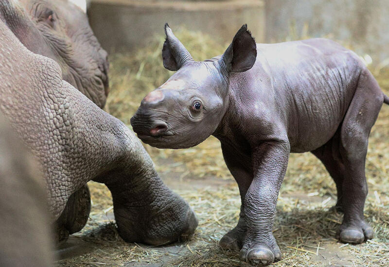 Эта страна хочет возобновить экспорт рогов носорога