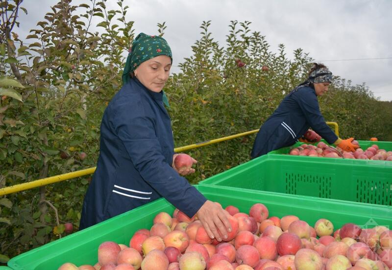 В Азербайджане уничтожат свыше 150 тонн яблок