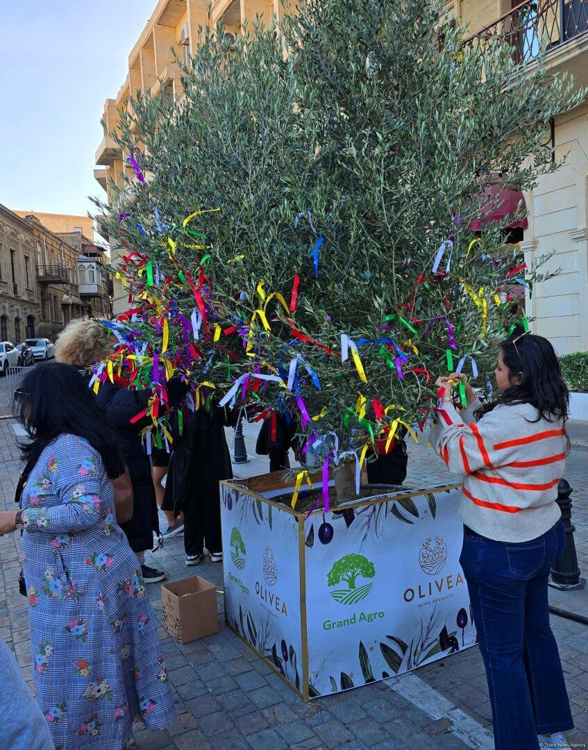 Фестиваль оливок в Ичеришехер: аромат осени, вкус традиций и энергия здоровья