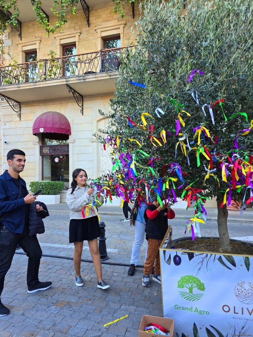 Фестиваль оливок в Ичеришехер: аромат осени, вкус традиций и энергия здоровья