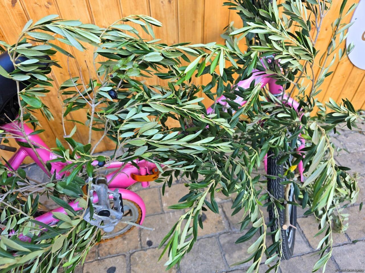 Фестиваль оливок в Ичеришехер: аромат осени, вкус традиций и энергия здоровья