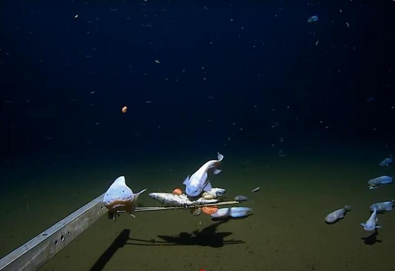 Ученые сняли на камеру самую глубоководную рыбу в мире