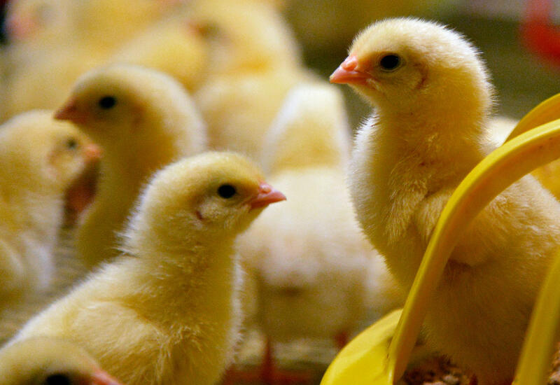 В Австрии объявят режим повышенной готовности из-за птичьего гриппа