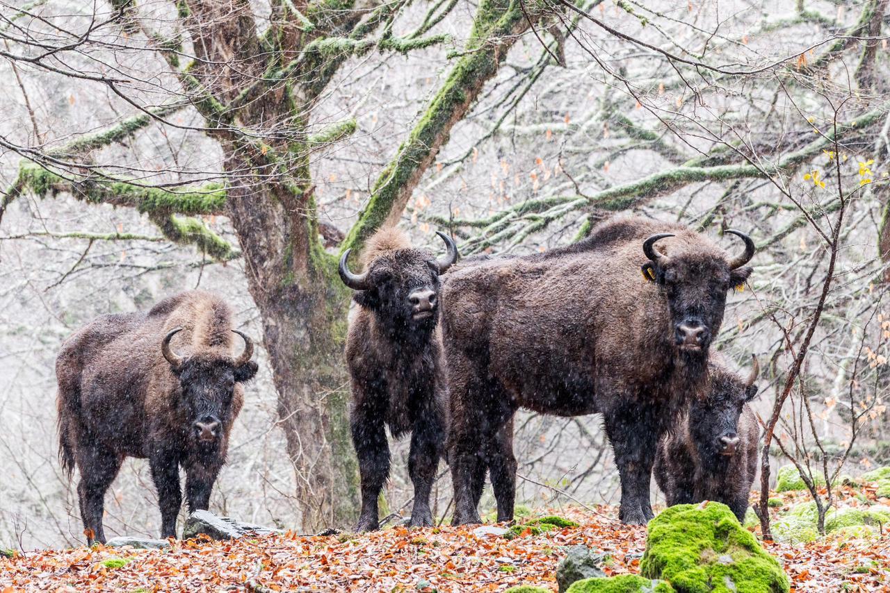 В Исмаиллы прошел лагерь «Вернем зубров в нашу природу!»