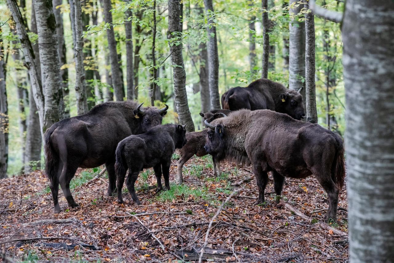 В Исмаиллы прошел лагерь «Вернем зубров в нашу природу!»