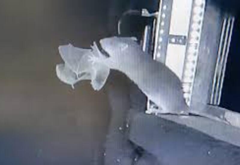 В Германии крысы ловят летучих мышей