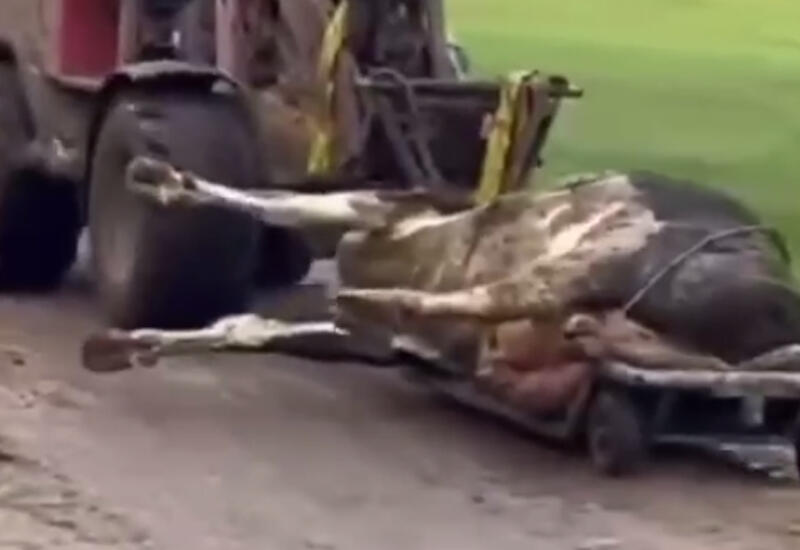 Массовая гибель коров в Дании