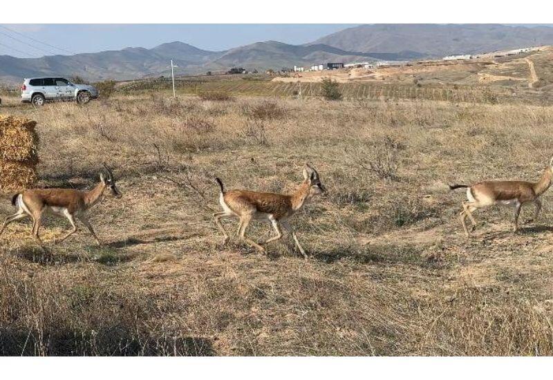 На территорию Джебраильского района выпущено 7 джейранов