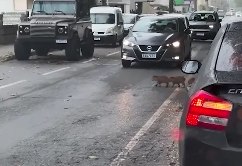 В Бразилии капибары устроили автомобильную пробку