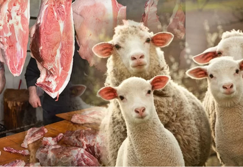 Является ли импортируемое из Монголии мясо "халяльным"?