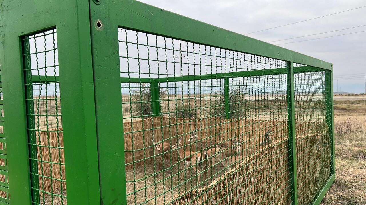 На территорию Джебраильского района выпущено 7 джейранов