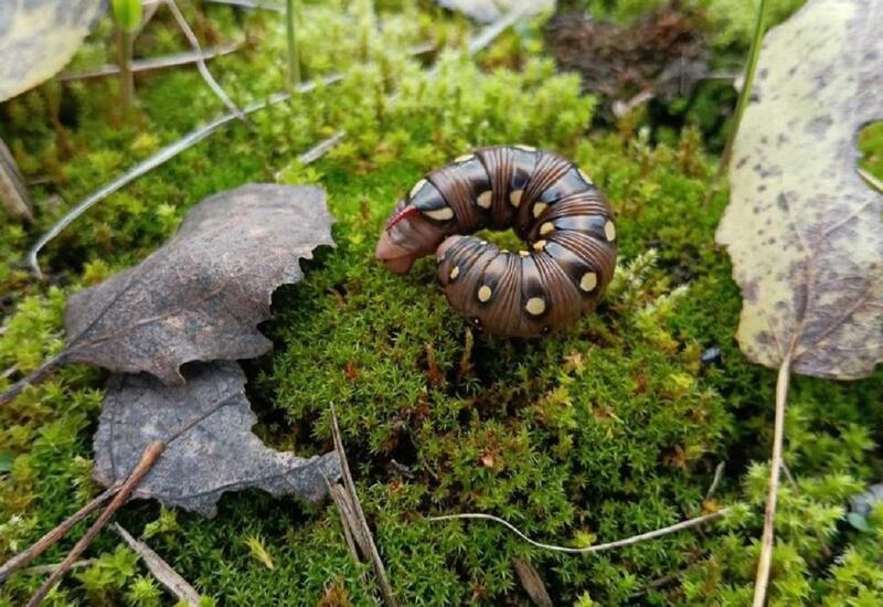 В Чернобыле заметили удивительную гусеницу