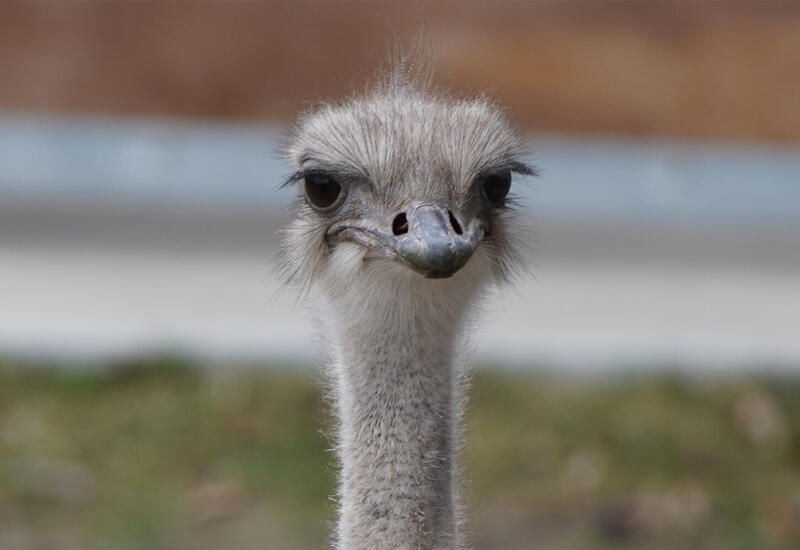 В Канаде расстреляли сотни страусов