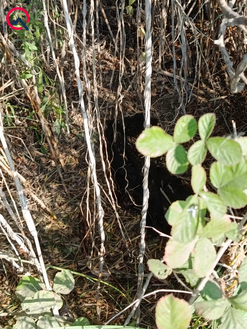 В Бейлагане найдены останки пропавшей женщины