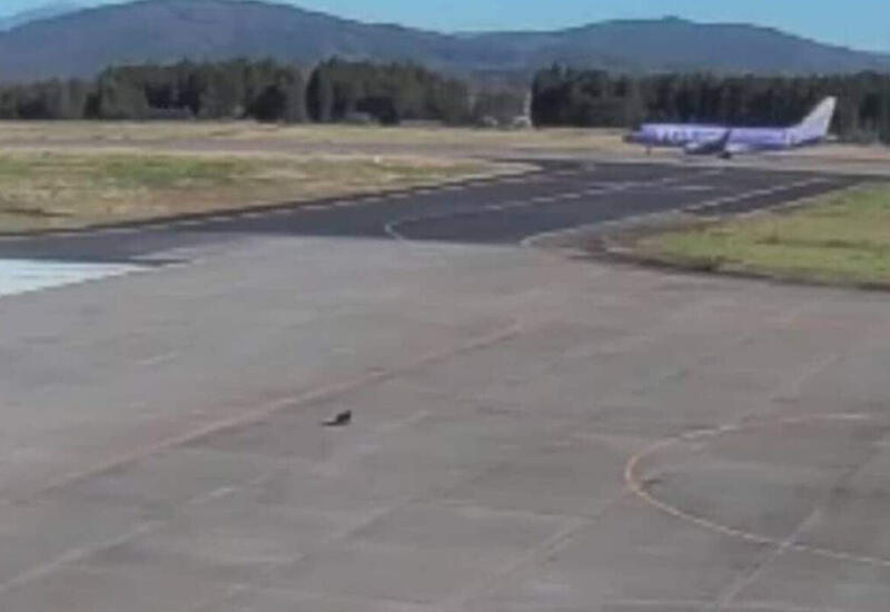 В Японии медведь выбежал на взлетную полосу