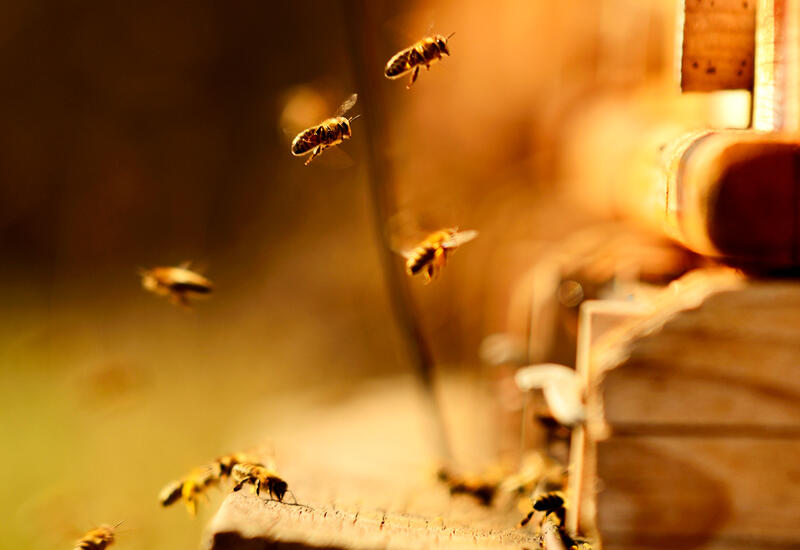 Пчелы умеют читать азбуку Морзе