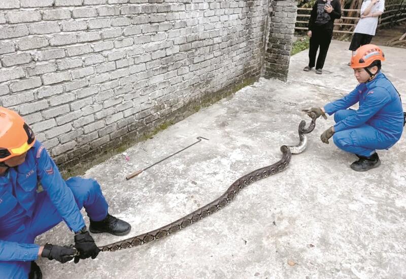 Мужчина принял 13-килограммового питона за канат