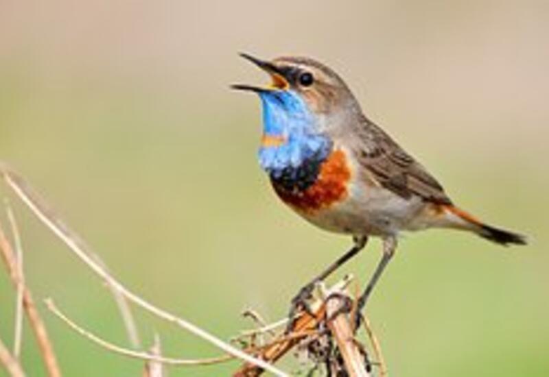 Стал известен способ восстановить нервную систему без таблеток