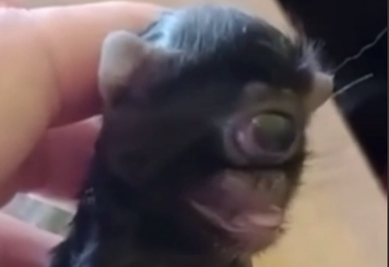 В Бразилии родился кот-циклоп