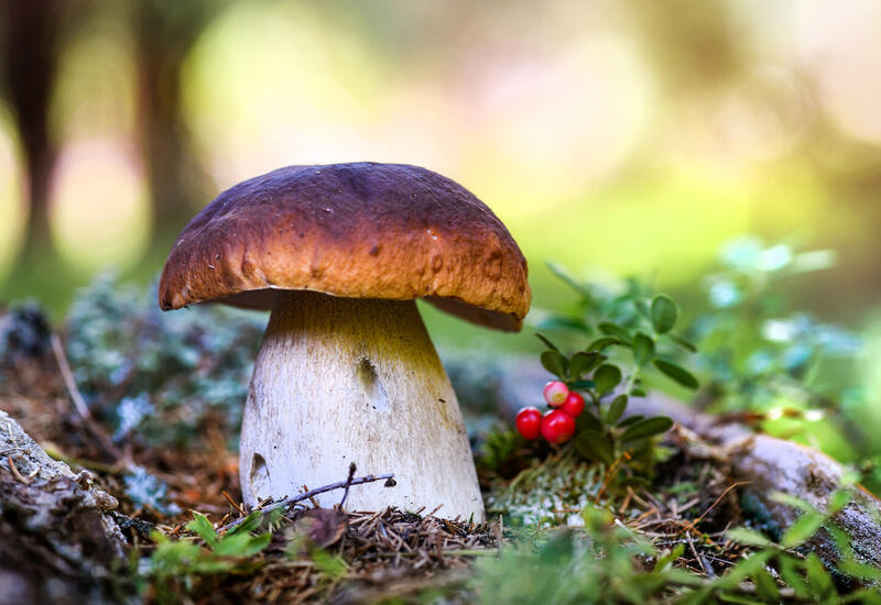 Названы самые полезные для здоровья грибы