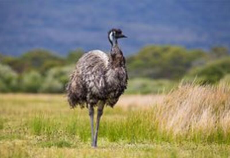 Женщина импульсивно купила яйцо эму и вырастила птицу в домашних условиях