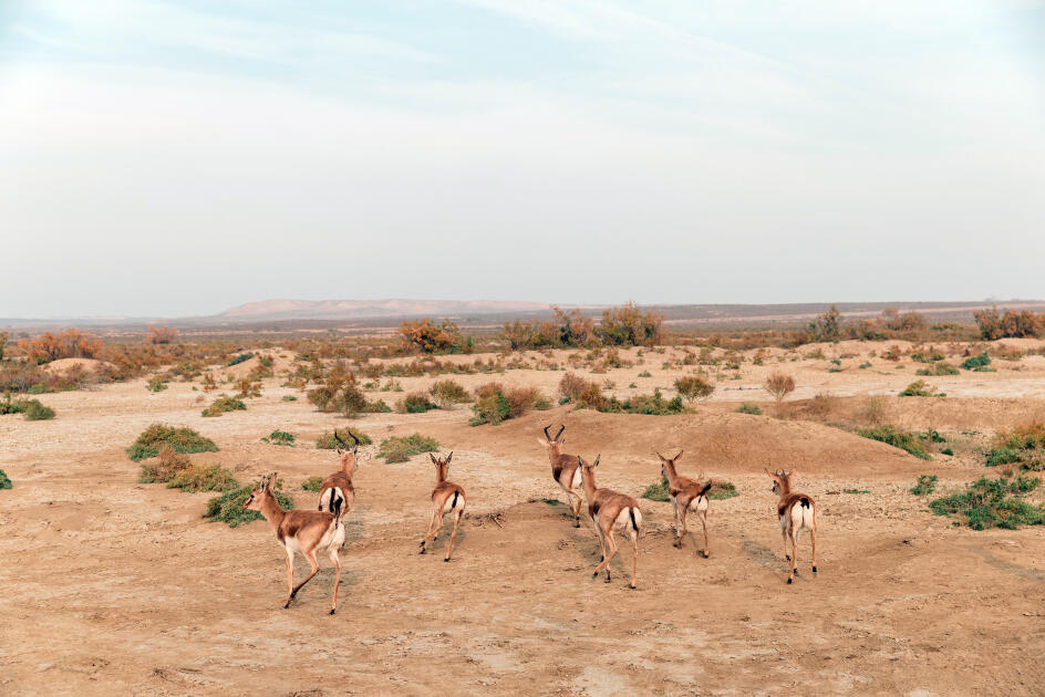 Heydər Əliyev Fondunun vitse-prezidenti Leyla Əliyeva Mingəçevirdə ekoloji aksiyalarda iştirak edib