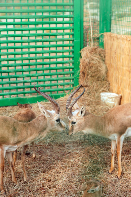 Heydər Əliyev Fondunun vitse-prezidenti Leyla Əliyeva Mingəçevirdə ekoloji aksiyalarda iştirak edib