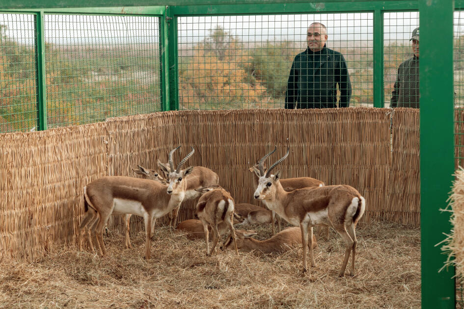 Heydər Əliyev Fondunun vitse-prezidenti Leyla Əliyeva Mingəçevirdə ekoloji aksiyalarda iştirak edib
