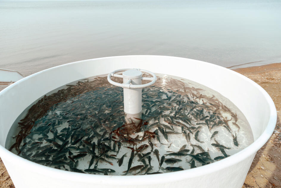 Heydər Əliyev Fondunun vitse-prezidenti Leyla Əliyeva Mingəçevirdə ekoloji aksiyalarda iştirak edib