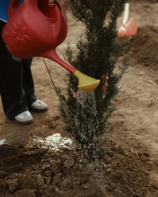 Heydər Əliyev Fondunun vitse-prezidenti Leyla Əliyeva Mingəçevirdə ekoloji aksiyalarda iştirak edib