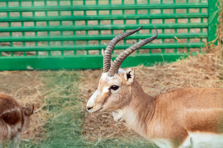 Heydər Əliyev Fondunun vitse-prezidenti Leyla Əliyeva Mingəçevirdə ekoloji aksiyalarda iştirak edib