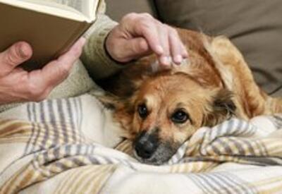 Мужчина обучил собаку-ябеду распознавать высокий уровень сахара у его матери