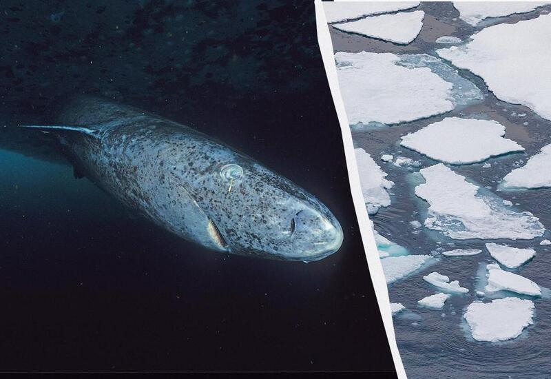 Ученые заявили об обнаружении животного, возраст которого достигает эпохи римских императоров