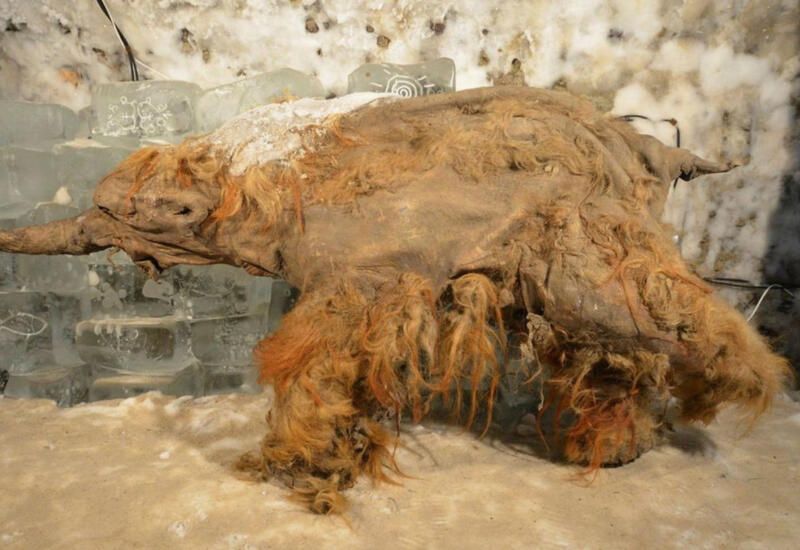 Шведские учёные раскрыли тайну гибели мамонта Юки