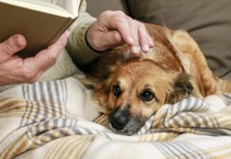 Мужчина обучил собаку-ябеду распознавать высокий уровень сахара у его матери