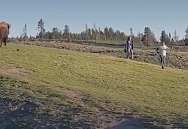 Двое туристов чуть не стали жертвами бизона