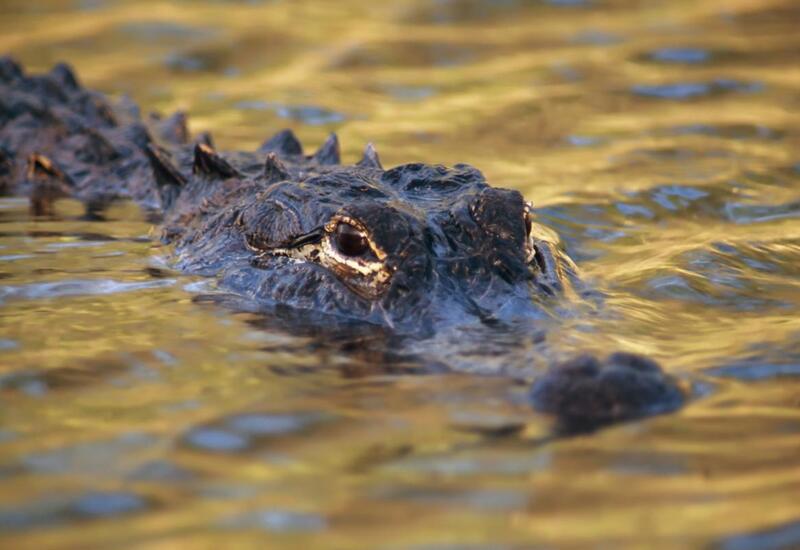 В Бразилии найден древнейший предок крокодилов