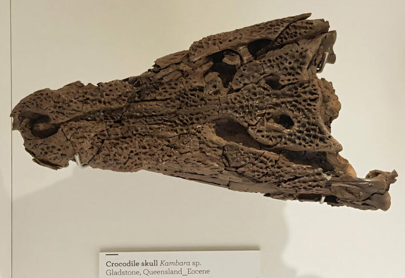 В Австралии нашли яйца крокодилов возрастом 55 млн лет