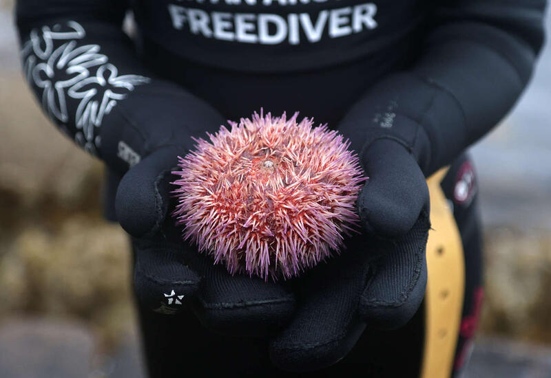 Названо животное, практически полностью состоящее из мозга