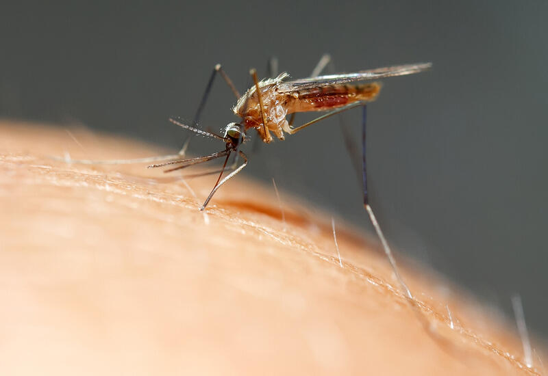 Ученые выяснили, почему опасные комары активнее жалят по вечерам