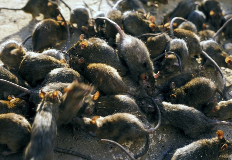 Крысы оккупировали город в Польше