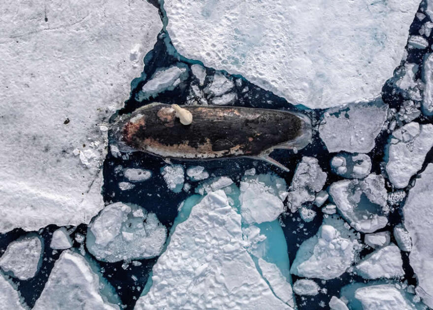 National Geographic представил лучшие кадры 2025 года